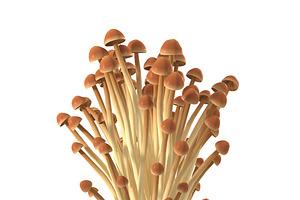 Brown Enoki Mushrooms