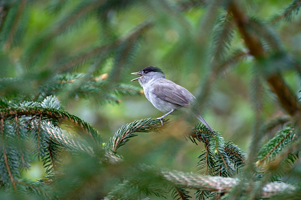 Male blackcap singing on a pine tree., an Animal Photo by CreativePhotoSpain