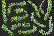 Succulent Burro's Tail Isolated, an Object Graphic by Turning Moss (Thumbnail 3 of 6)