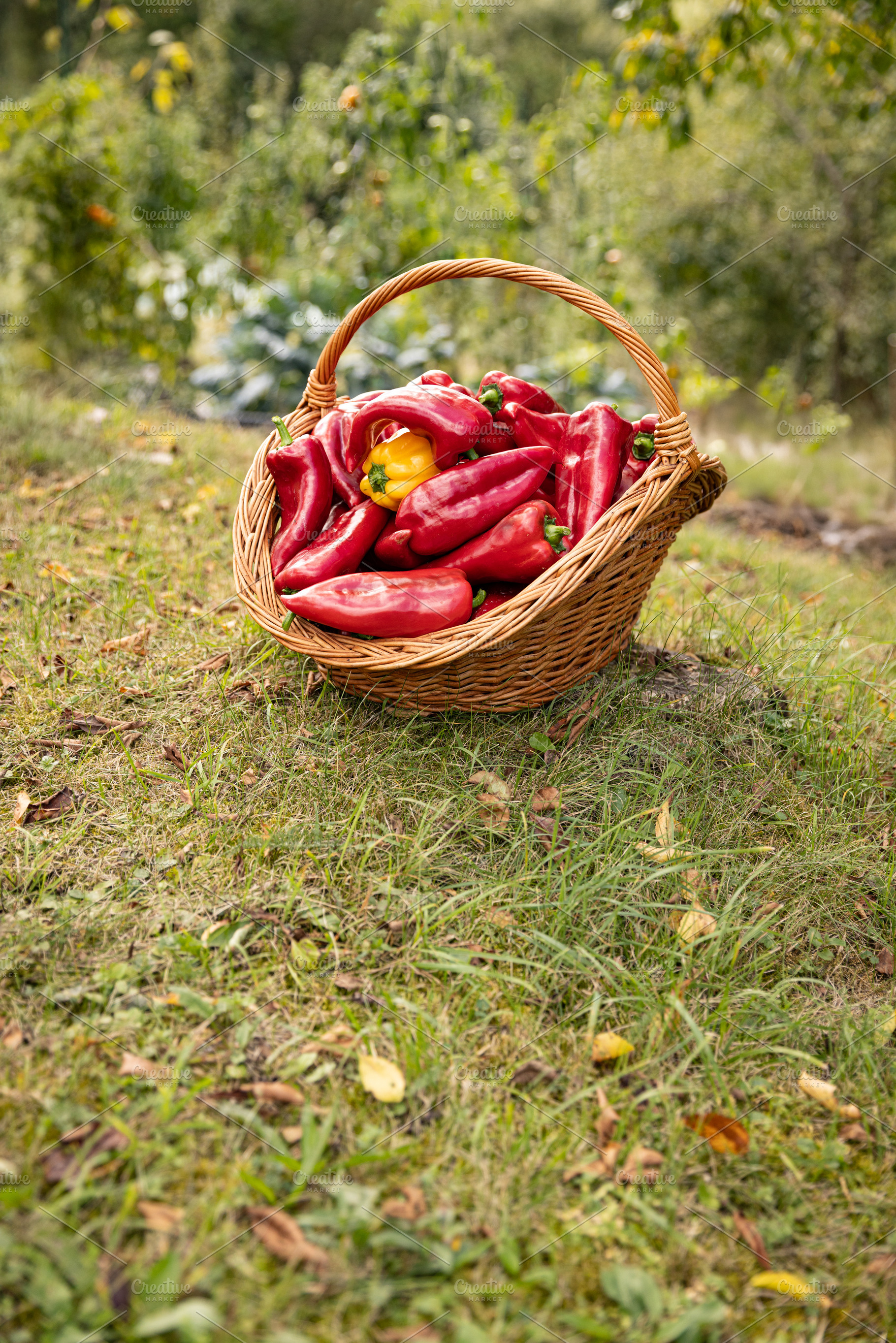 Red and yellow bell peppers, a Photo by Grafvision photography