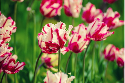 Red tulip flowers, a Nature Photo by Nature and travel