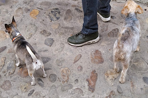Two small dogs walking on cobblestone street with owner, an Animal Photo by DanFLCreativo
