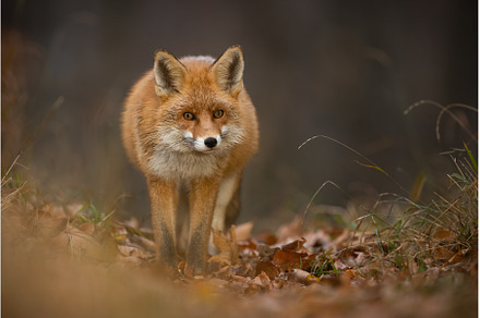 Red fox looking to the camera on