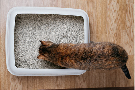 Domestic cat sniffs bulk litter. Top