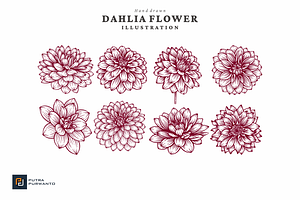 Hand Drawn Dahlia Flower Vol.01