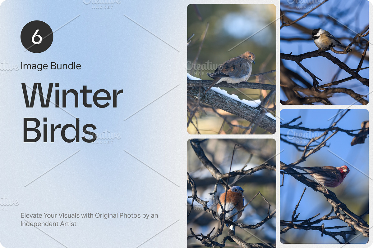 6 Image Bundle: Winter Birds, a Nature Photo by Happiestscone Photography (Photo 1 of 2)
