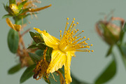 St john's wort hypericum perforatum containing hypericum, perforatum, and, a Nature Photo by Alexander62 (Thumbnail 1 of 2)