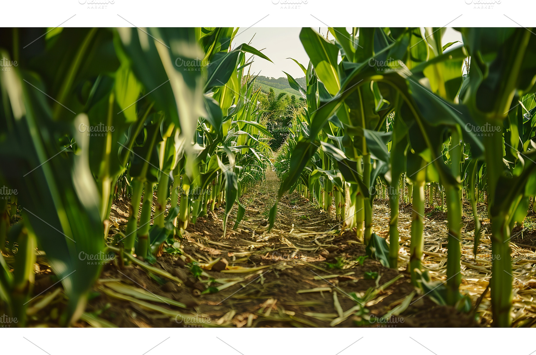 Looking Down a Narrow Row of Tall, a Nature Photo by Lermont51