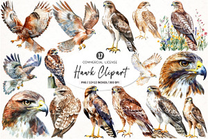 Hawk Watercolor Clipart, an Illustration by SinaCreation