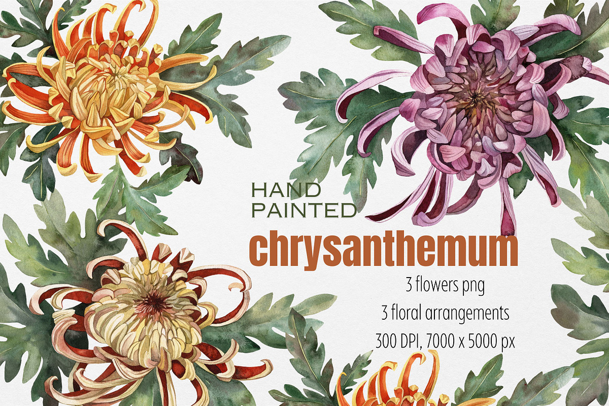Watercolor flowers Chrysanthemum, a Decorative Illustration by Artcard Watercolor (Photo 1 of 5)
