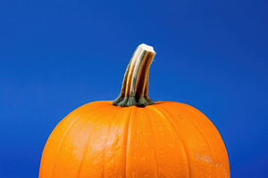 Single orange pumpkin on deep blue background with copy space