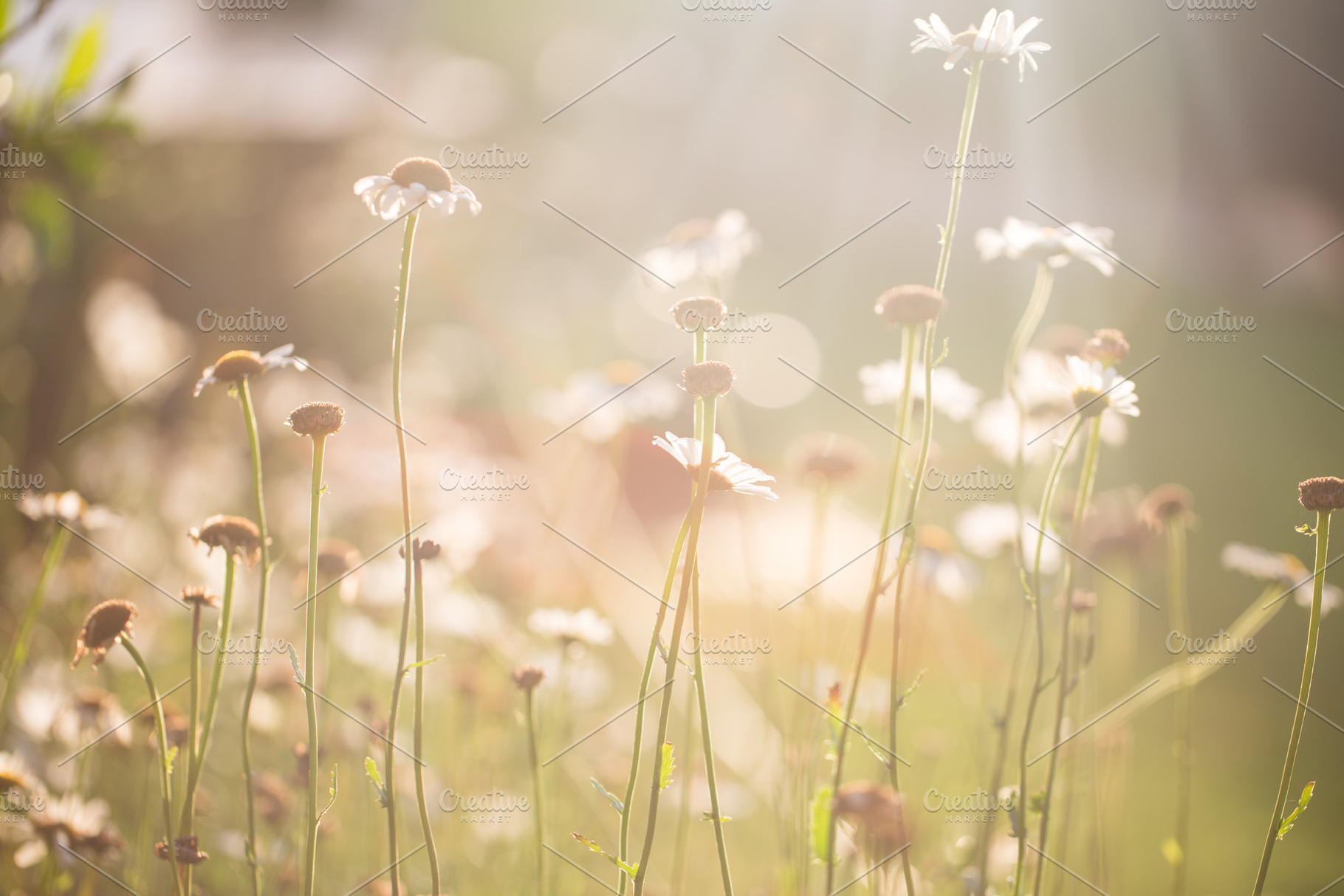 Daisies at golden hour, a Nature Photo by Julia Jane Creative