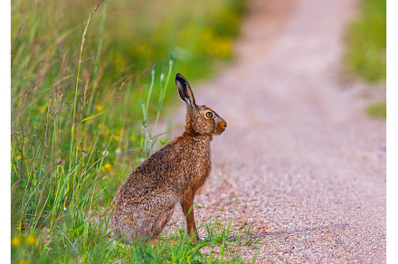 European brown hare, lepus europaeus