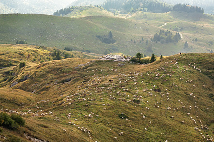 Sheeps grazing on green hills, a Nature Photo by Radiokafka