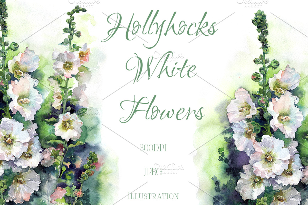 SALE! Watercolor Hollyhocks flowers, a Decorative Illustration by MaryAmi (Photo 1 of 3)