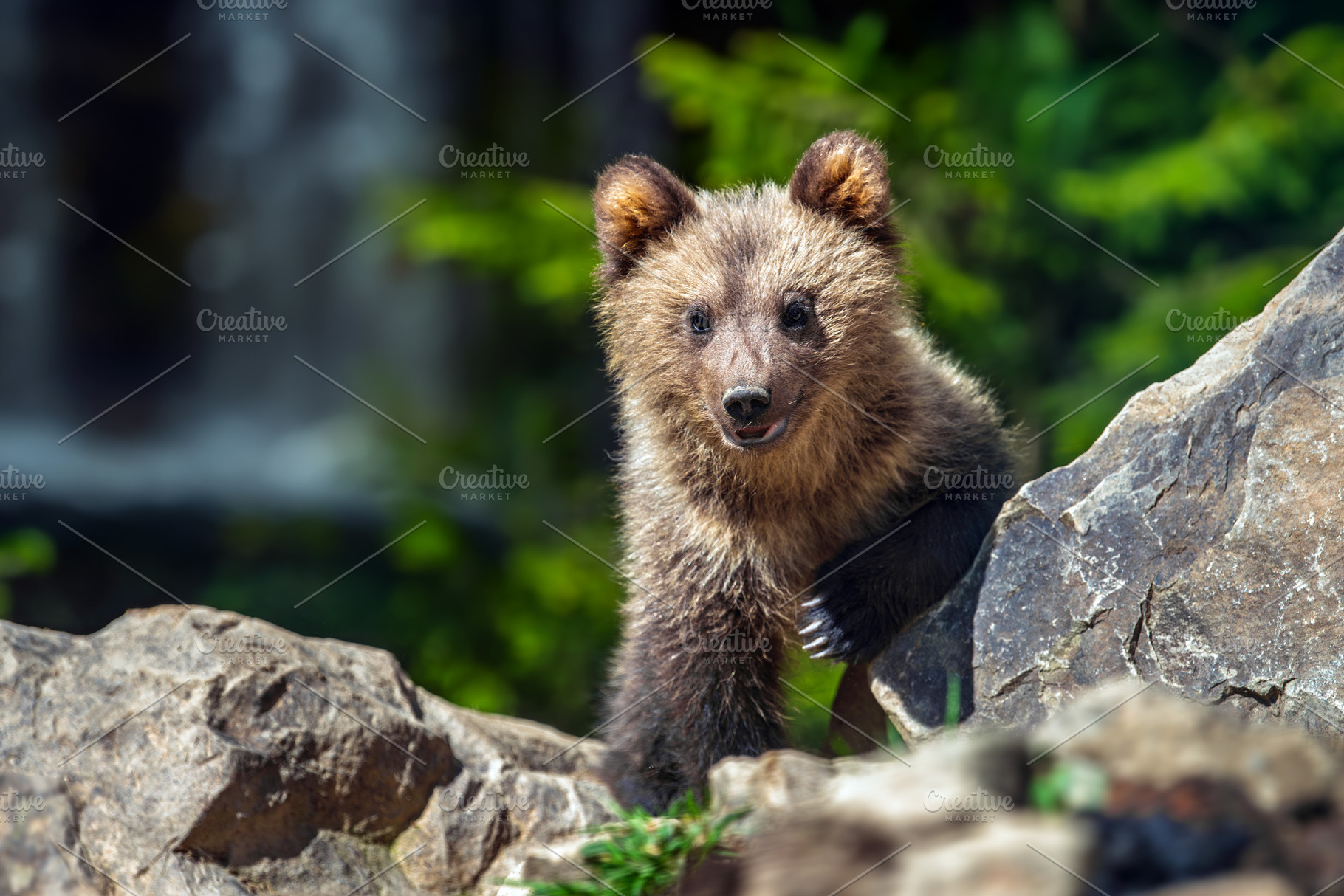 Brown bear cub in the forest with waterwall background, an Animal Photo by Byrdyak