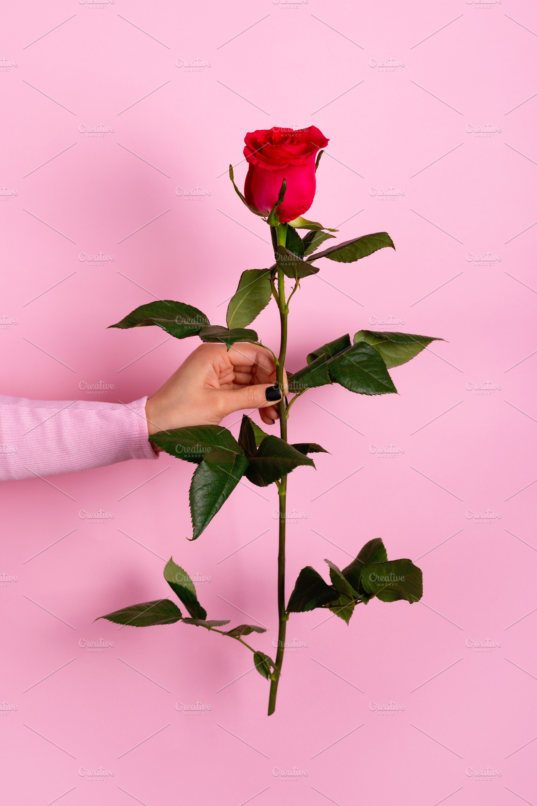 A single red rose held by a hand against a pastel pink backgroun, a Holiday Photo by Ales Munt