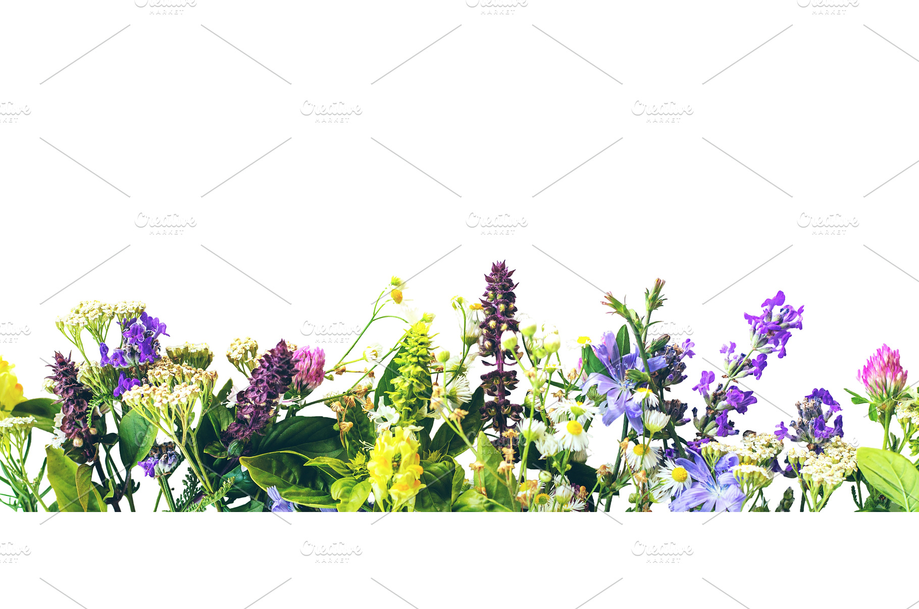 Various medicinal herbs on a white, a Food & Drink Photo by yanadjana