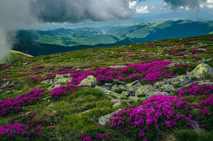 Wonderful blooming rhododendrons, a Nature Photo by Alpine Dreams