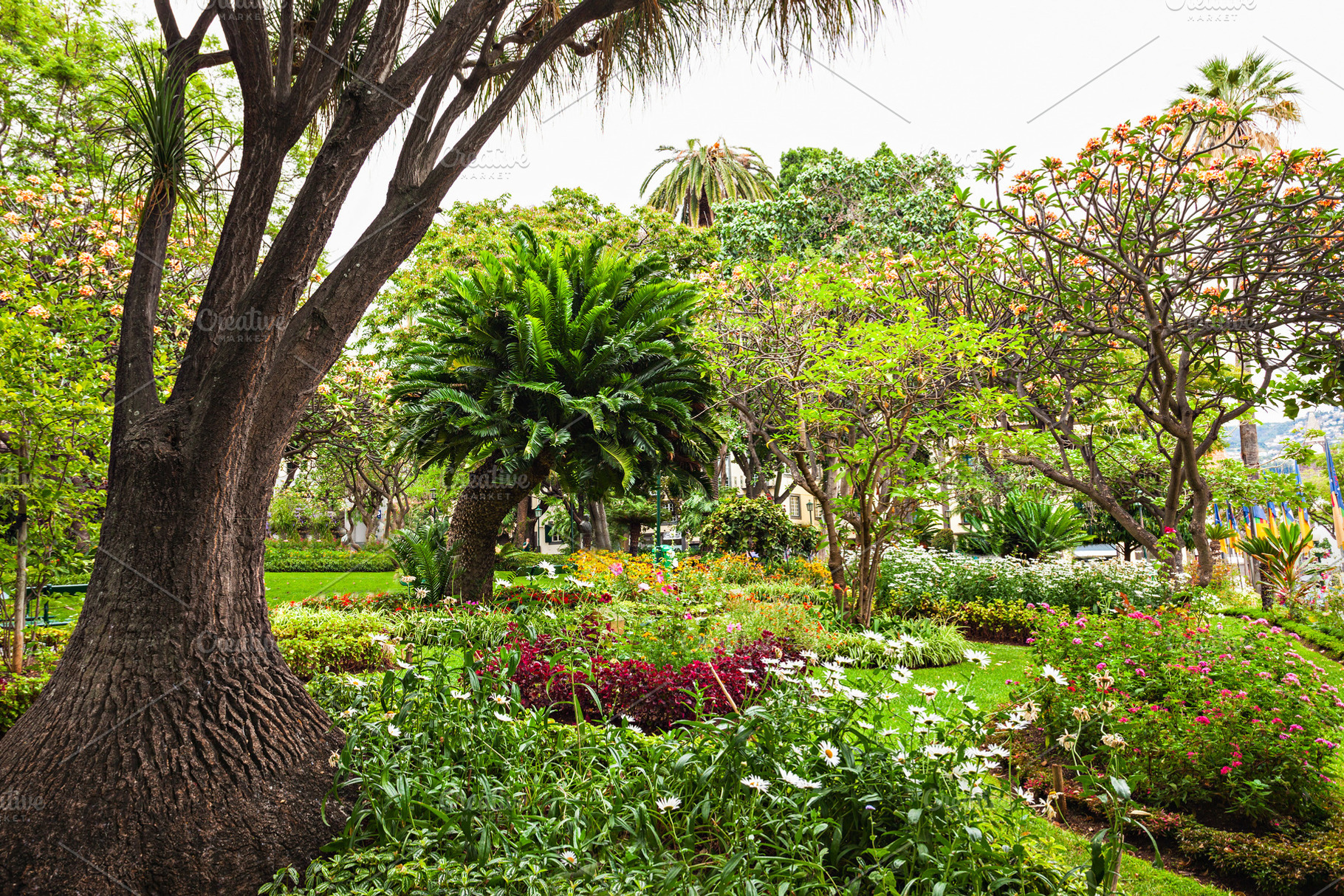 Garden in Funchal, a Photo by saiko3p
