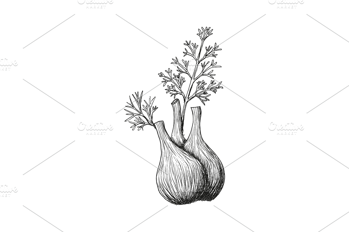 Hand-Drawn Vegetable Illustrations, a Food Illustration by BenDesigner (Photo 6 of 6)