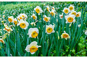 White narcissuses at the keukenhof spring garden the netherlands featuring, a Nature Photo by Leonid Andronov