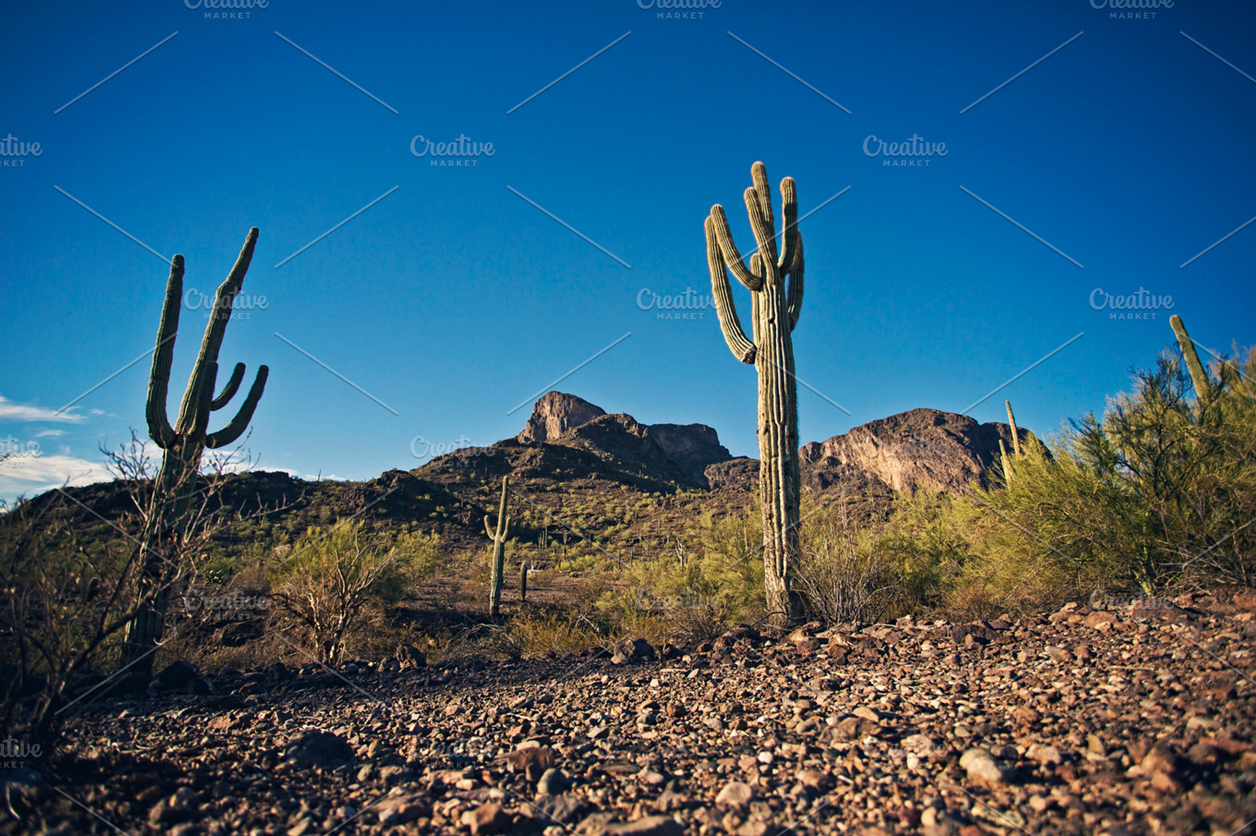 Arizona Desert