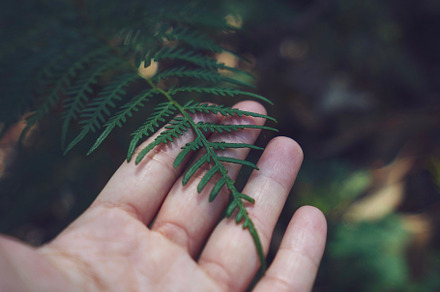 Hand Holding Pine Cone preview 6