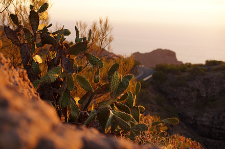 Cactus at sunset in tenerife canary islands stock photo containing floral and