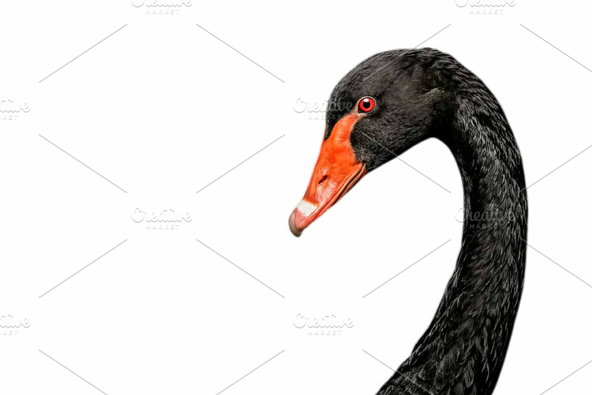 black swan head with red eye, an Animal Photo by VetalStock (Photo 1 of 2)