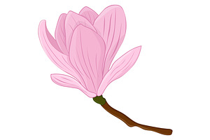 Magnolia Vector. Magnolia Flower