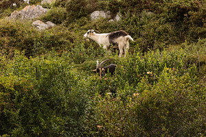 Goats grazing among dense vegetation, an Animal Photo by Perpis