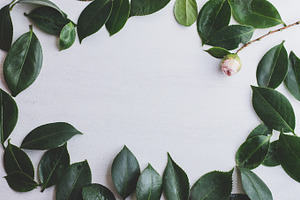 Frame of Leaves and Camelia Flower, a Nature Photo by René Jordaan Photography
