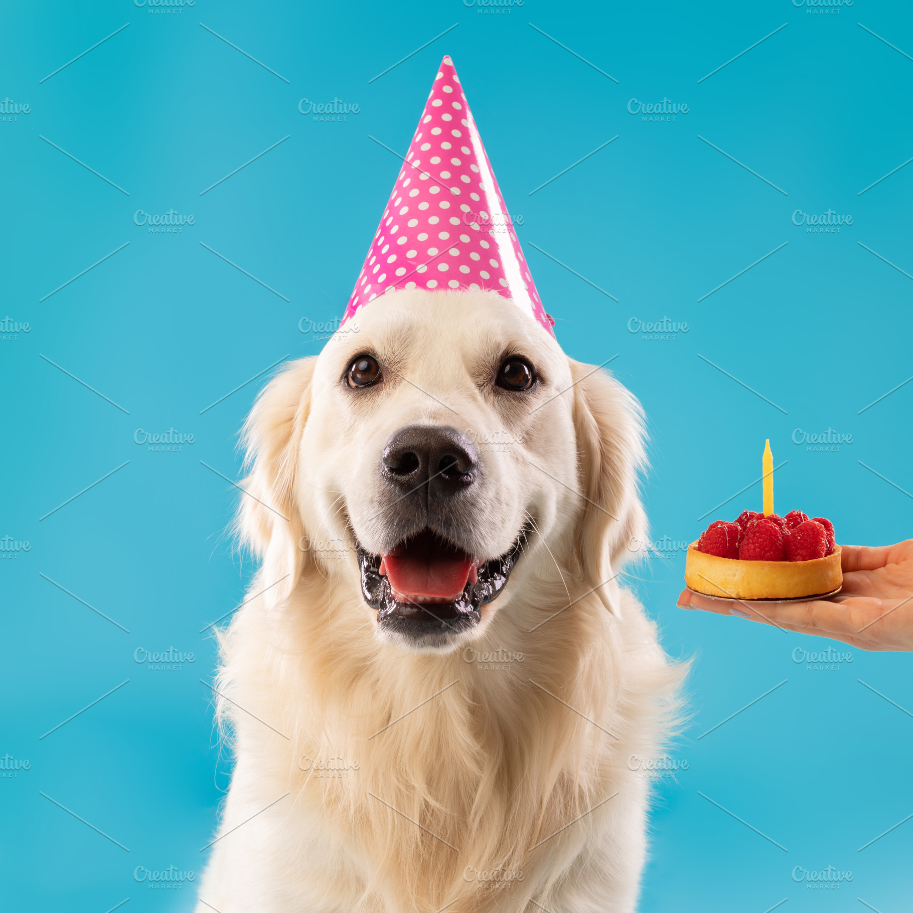 Owner greeting cute dog in party hat with cake, a Photo by Prostock-Studio