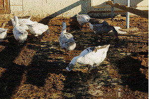 Elegant geese stroll across a muddy, an Animal Photo by darksoul72