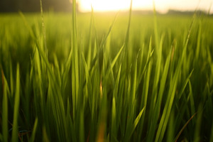 Close-Up of Young Rice Leaves in the, a Background Photo by bastera
