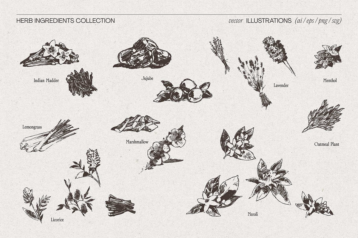 Botanical Herb Ingredients, a Healthcare Illustration by TheMountBirdStudio (Photo 8 of 10)