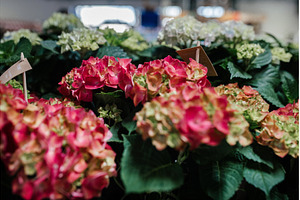 Blooming pink hydrangeas in flower, a Beauty & Fashion Photo by HalfPoint