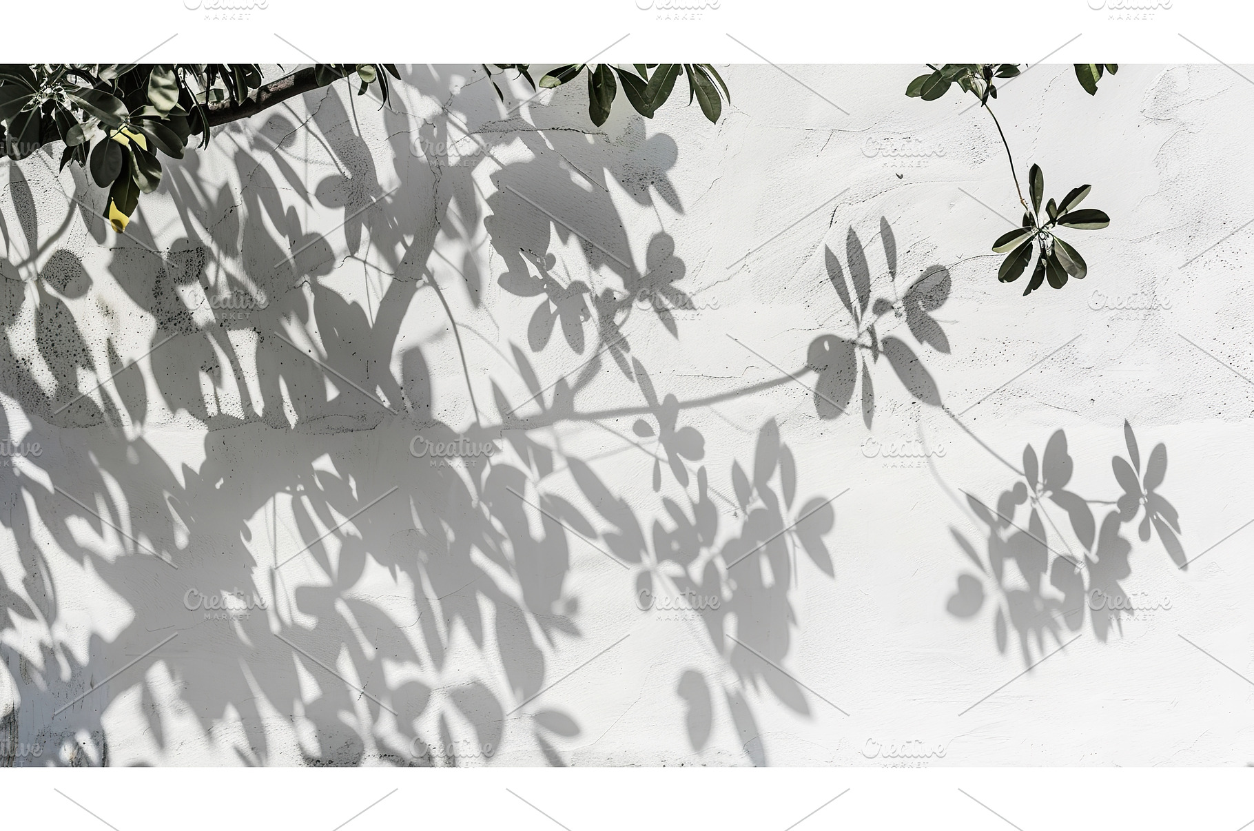 Natural shadows on white wall, a Nature Photo by Lermont51