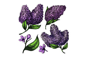 Lilac Set Sketch Hand Drawn Vector