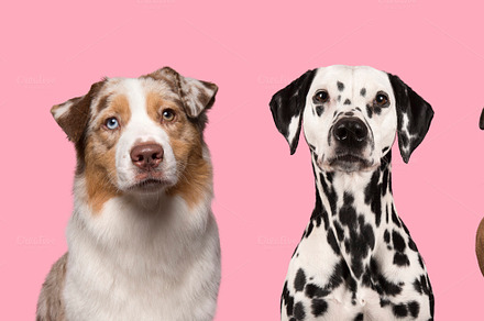 Portraits of various dogs on pink