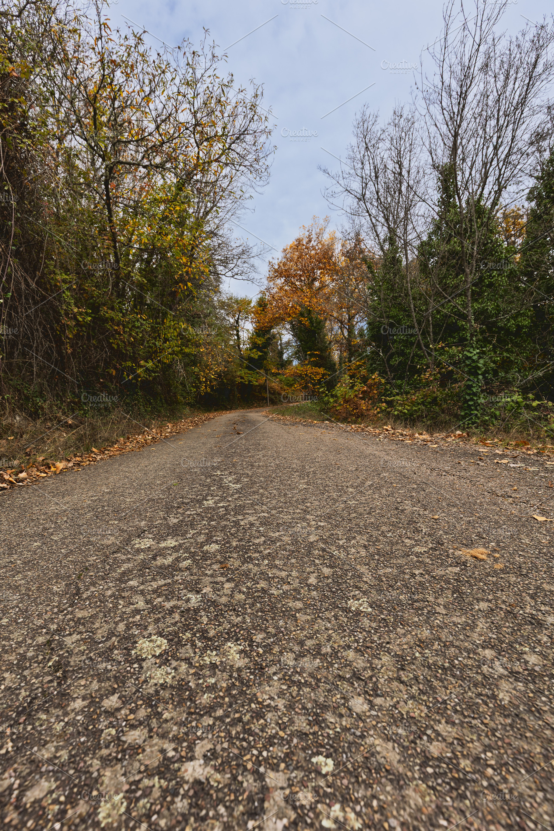 Autumn Country Road with Low Perspec, a Nature Photo by Perpis