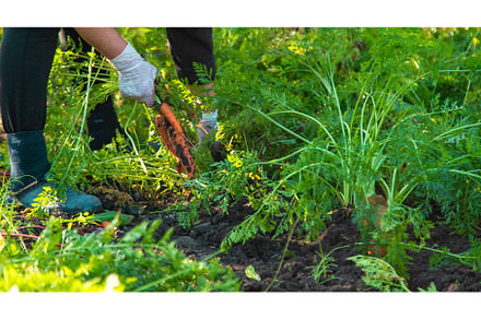 Carrot harvest in the garden, a Food & Drink Photo by yanadjana