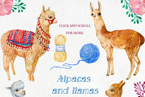 Alpacas And Llamas .watercolor