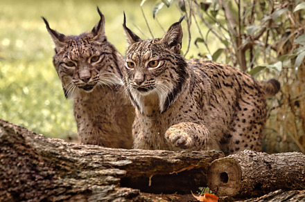 Pair of Iberian lynxes behind a log, an Animal Photo by Perpis