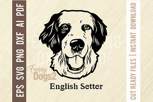 English Setter - Funny Dog