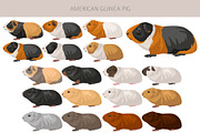 American Guinea Pig clipart, an Animal Illustration by pet design shop (Thumbnail 2 of 5)