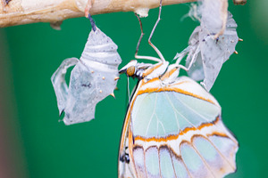 Birth of a butterfly featuring pupae, butterfly, and chrysalis