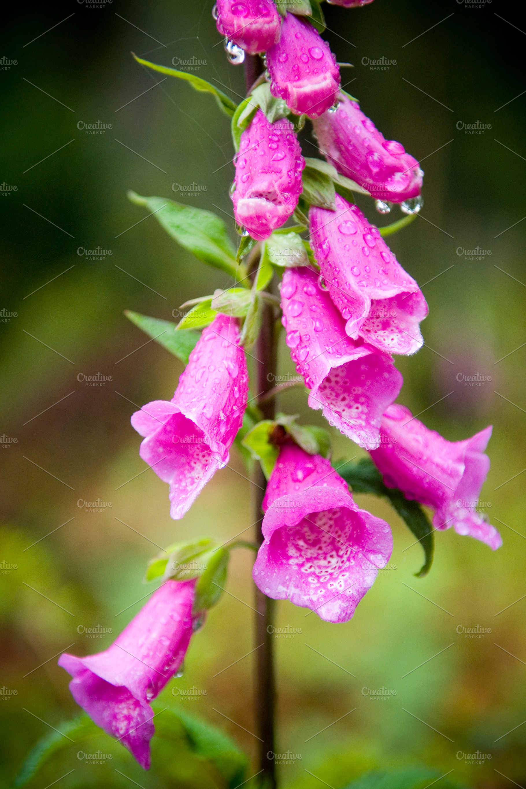 Forest Flower Macro, a Nature Photo by THP Creative