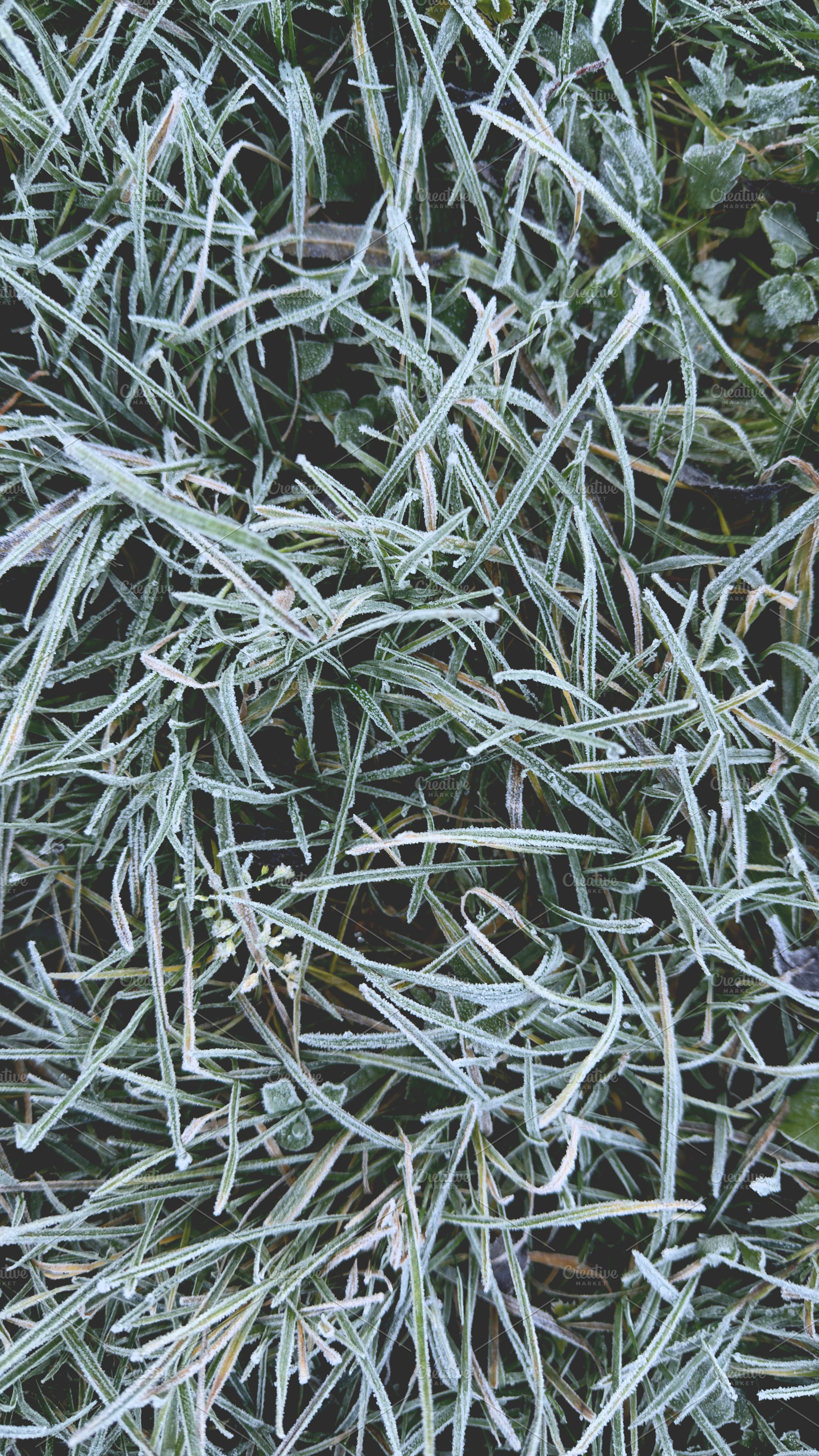 Frost-covered grass in a natural setting, showcasing delicate ice crystals on b, a Nature Photo by Textures & Backgrounds